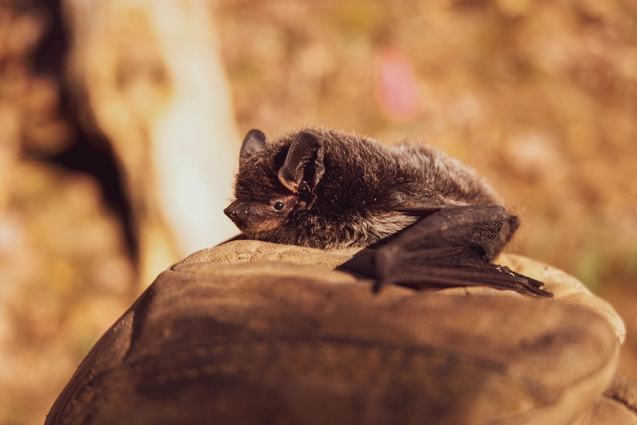Bat in flight